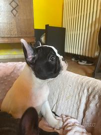 Bulldog francese cucciolo