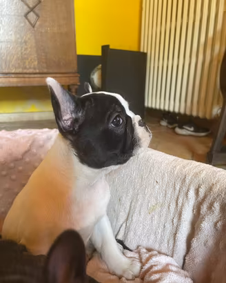 Bulldog francese cucciolo