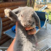 Cuccioli di coniglio ariete