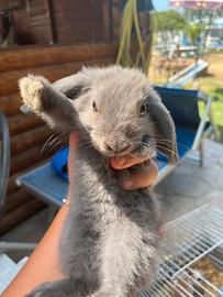 Cuccioli di coniglio ariete