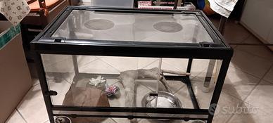 terrario per rettili