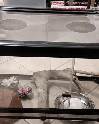 terrario per rettili