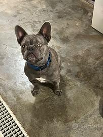 Bulldog Francese Disponibile Per Monta