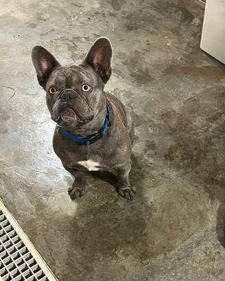 Bulldog Francese Disponibile Per Monta