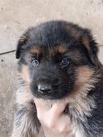 Cucciolo pastore tedesco