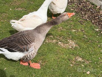 Oca Tolosa Maschio