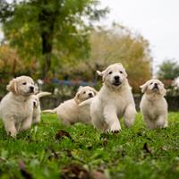 Cuccioli di golden retriever