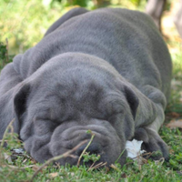 Cane Corso