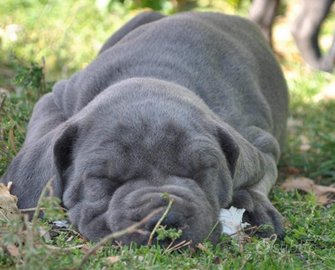 Cane Corso