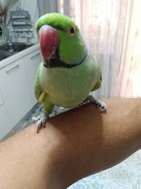 Pappagallo parrocchetto dal collare