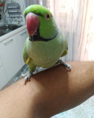 Pappagallo parrocchetto dal collare