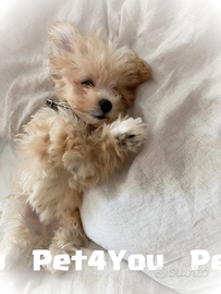 Cuccioli di taglia molto piccola ANCHE 24 RATE