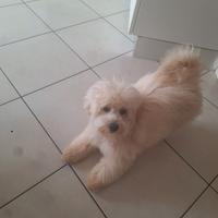 Cucciolo maltipoo 6 mesi