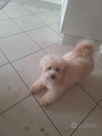 Cucciolo maltipoo 6 mesi