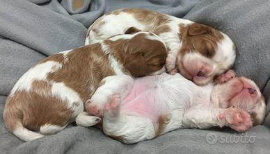 Allevamento cavalier king ENCI