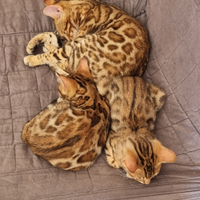 Cuccioli gatto bengala disponibili- ped. ENFI