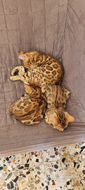 Cuccioli gatto bengala disponibili- ped. ENFI