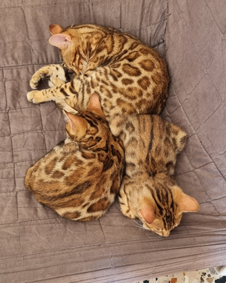 Cuccioli gatto bengala disponibili- ped. ENFI