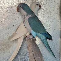 Animali