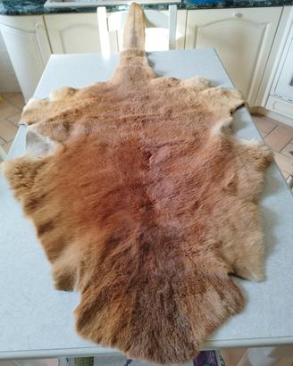 tappeto pelle canguro