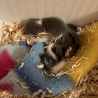 Cuccioli di mini ghiro