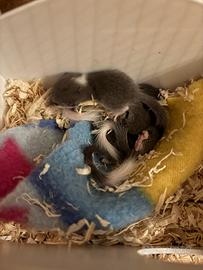 Cuccioli di mini ghiro