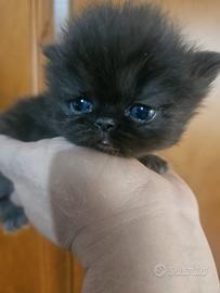 Gatto persiano grigio a pelo lungo