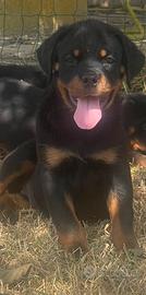 Rottweiler