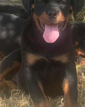 Rottweiler