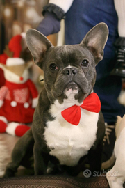 Bulldog blu per monta