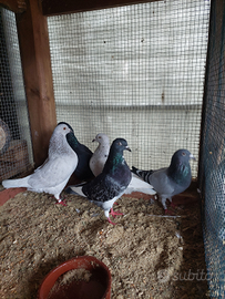 Colombi incrocio california