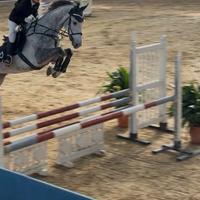 Cavallo