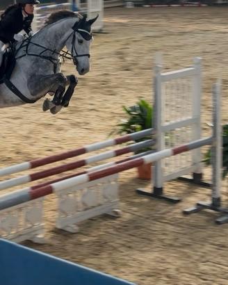 Cavallo