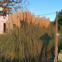 Pampas