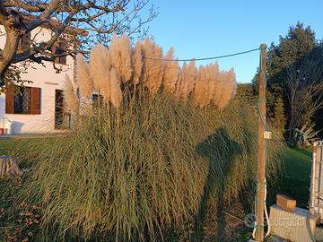 Pampas
