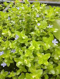 Bacopa Caroliana Pianta D'acqua