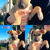 Cuccioli maschi e femmine taglia media