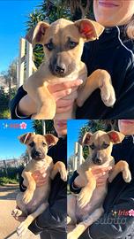 Cuccioli maschi e femmine taglia media