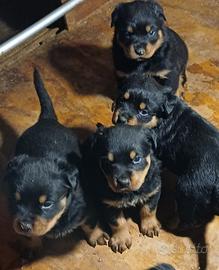 Cuccioli rottweiler alta genealogia adrk /vdh????