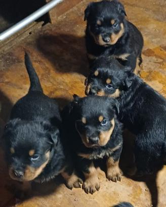 Cuccioli rottweiler alta genealogia adrk /vdh????