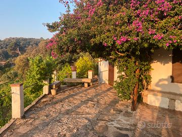 Vigneto con casa e deposito accatastati