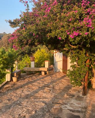 Vigneto con casa e deposito accatastati