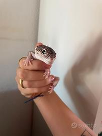 Geco leopardino