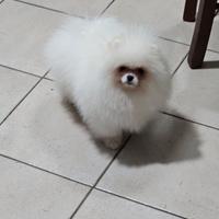 Spitz di Pomerania nano