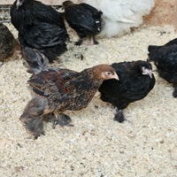 Pulcinotti moroseta brahma marans combattente