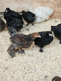 Pulcinotti moroseta brahma marans combattente