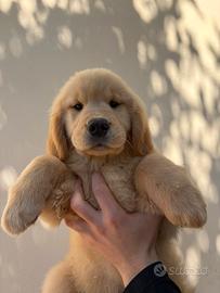 Golden retrievr americani