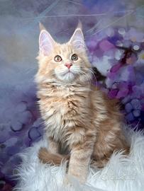 Maine Coon