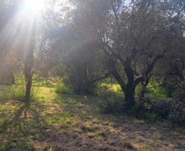 Campagna terreno agricolo ulivi Vignanello oliveto