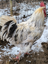 Gallo marans splash